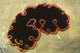 Glorious Flatworm Pseudobiceros Gloriosus Wall Decal