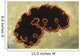 Glorious Flatworm Pseudobiceros Gloriosus Wall Decal