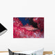 Longnose Hawkfish Hides Soft Wall Decal