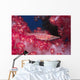Longnose Hawkfish Hides Soft Wall Decal