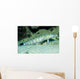 Speckled Sandperch Parapercis Hexophtalma Wall Decal