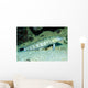 Speckled Sandperch Parapercis Hexophtalma Wall Decal