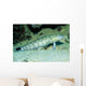 Speckled Sandperch Parapercis Hexophtalma Wall Decal
