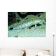 Speckled Sandperch Parapercis Hexophtalma Wall Decal
