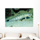 Speckled Sandperch Parapercis Hexophtalma Wall Decal