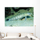 Speckled Sandperch Parapercis Hexophtalma Wall Decal