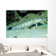 Speckled Sandperch Parapercis Hexophtalma Wall Decal