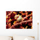 Pygmy Seahorse Hiding Sea Wall Decal