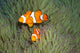 Pair Clown Anemonefish Magnificent Wall Decal