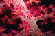 Close-up Soft Coral with Wall Decal