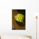 Eight-banded Butterflyfish Lembeh Strait Wall Decal