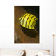 Eight-banded Butterflyfish Lembeh Strait Wall Decal