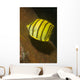 Eight-banded Butterflyfish Lembeh Strait Wall Decal