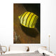 Eight-banded Butterflyfish Lembeh Strait Wall Decal