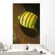 Eight-banded Butterflyfish Lembeh Strait Wall Decal