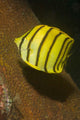 Eight-banded Butterflyfish Lembeh Strait Wall Decal