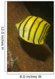 Eight-banded Butterflyfish Lembeh Strait Wall Decal