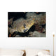 Map Puffer Arothron Mappa Wall Decal