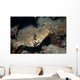 Map Puffer Arothron Mappa Wall Decal