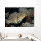 Map Puffer Arothron Mappa Wall Decal