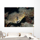 Map Puffer Arothron Mappa Wall Decal