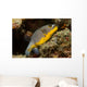 Blackspotted Puffer Arothron Nigropunctatus Wall Decal Design 1