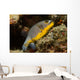 Blackspotted Puffer Arothron Nigropunctatus Wall Decal Design 1