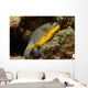 Blackspotted Puffer Arothron Nigropunctatus Wall Decal Design 1