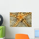 Starfish Shrimp Periclimenes Soror Wall Decal