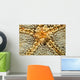 Starfish Shrimp Periclimenes Soror Wall Decal
