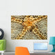 Starfish Shrimp Periclimenes Soror Wall Decal