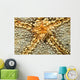 Starfish Shrimp Periclimenes Soror Wall Decal