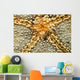 Starfish Shrimp Periclimenes Soror Wall Decal