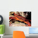 Swimming Crab Cronius Ruber Wall Decal