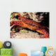 Swimming Crab Cronius Ruber Wall Decal