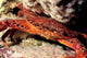 Swimming Crab Cronius Ruber Wall Decal