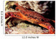 Swimming Crab Cronius Ruber Wall Decal