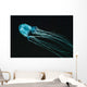 Box Sea Jelly Chironex Wall Decal Design 2