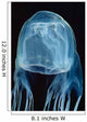 Box Sea Jelly Chironex Wall Decal Design 1