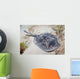 Spotted Stingaree Urolophus Gigas Wall Decal