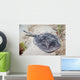 Spotted Stingaree Urolophus Gigas Wall Decal