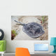 Spotted Stingaree Urolophus Gigas Wall Decal
