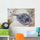 Spotted Stingaree Urolophus Gigas Wall Decal