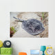 Spotted Stingaree Urolophus Gigas Wall Decal