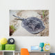 Spotted Stingaree Urolophus Gigas Wall Decal
