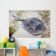 Spotted Stingaree Urolophus Gigas Wall Decal