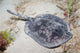 Spotted Stingaree Urolophus Gigas Wall Decal