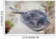 Spotted Stingaree Urolophus Gigas Wall Decal