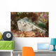 Female Cross-back Stingaree Urolophus Wall Decal