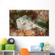 Female Cross-back Stingaree Urolophus Wall Decal